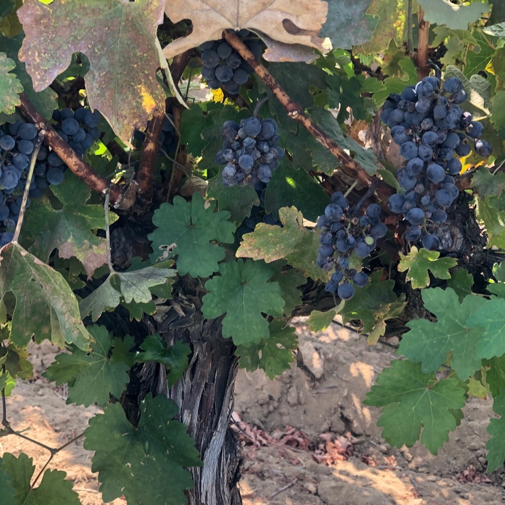 Meet your Posher, Sofia